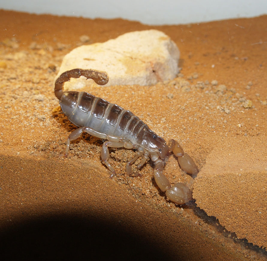 U. Yaschenkoi digging